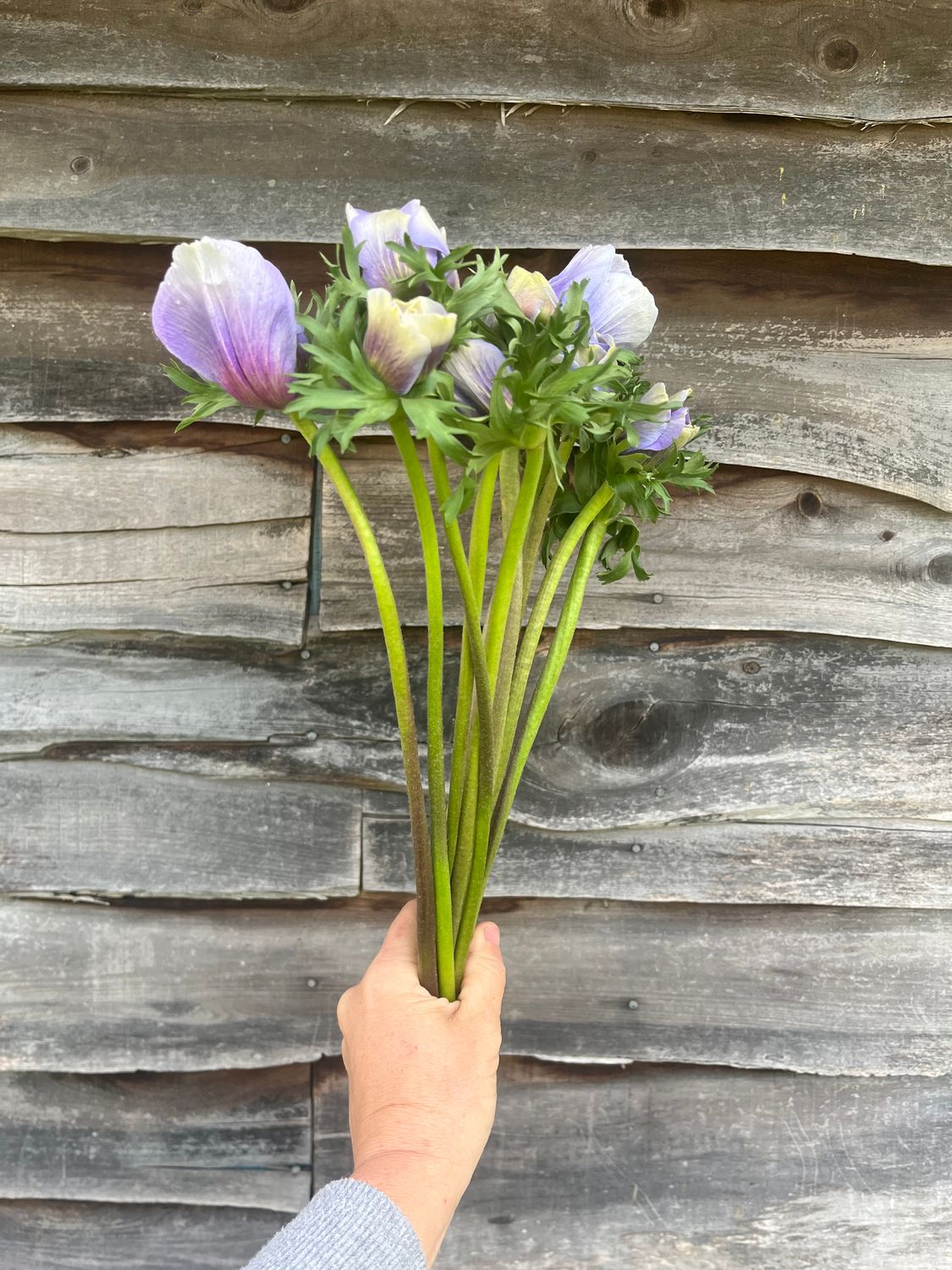 Anenome, Lavender