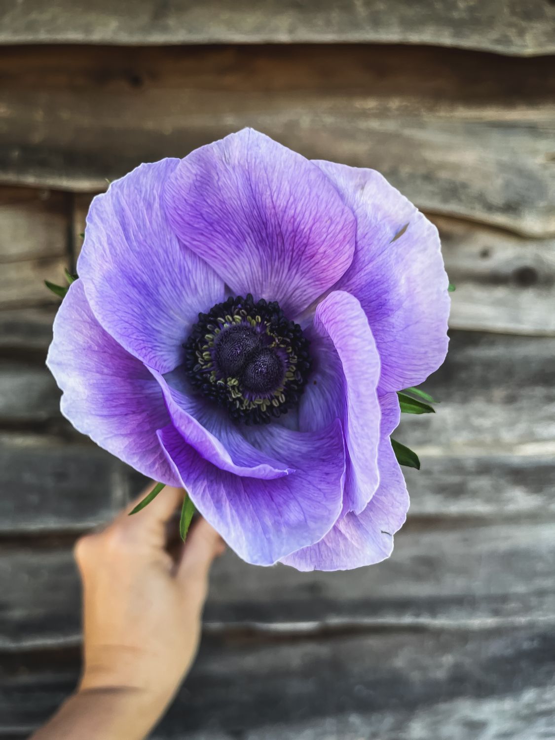 Anenome, Lavender