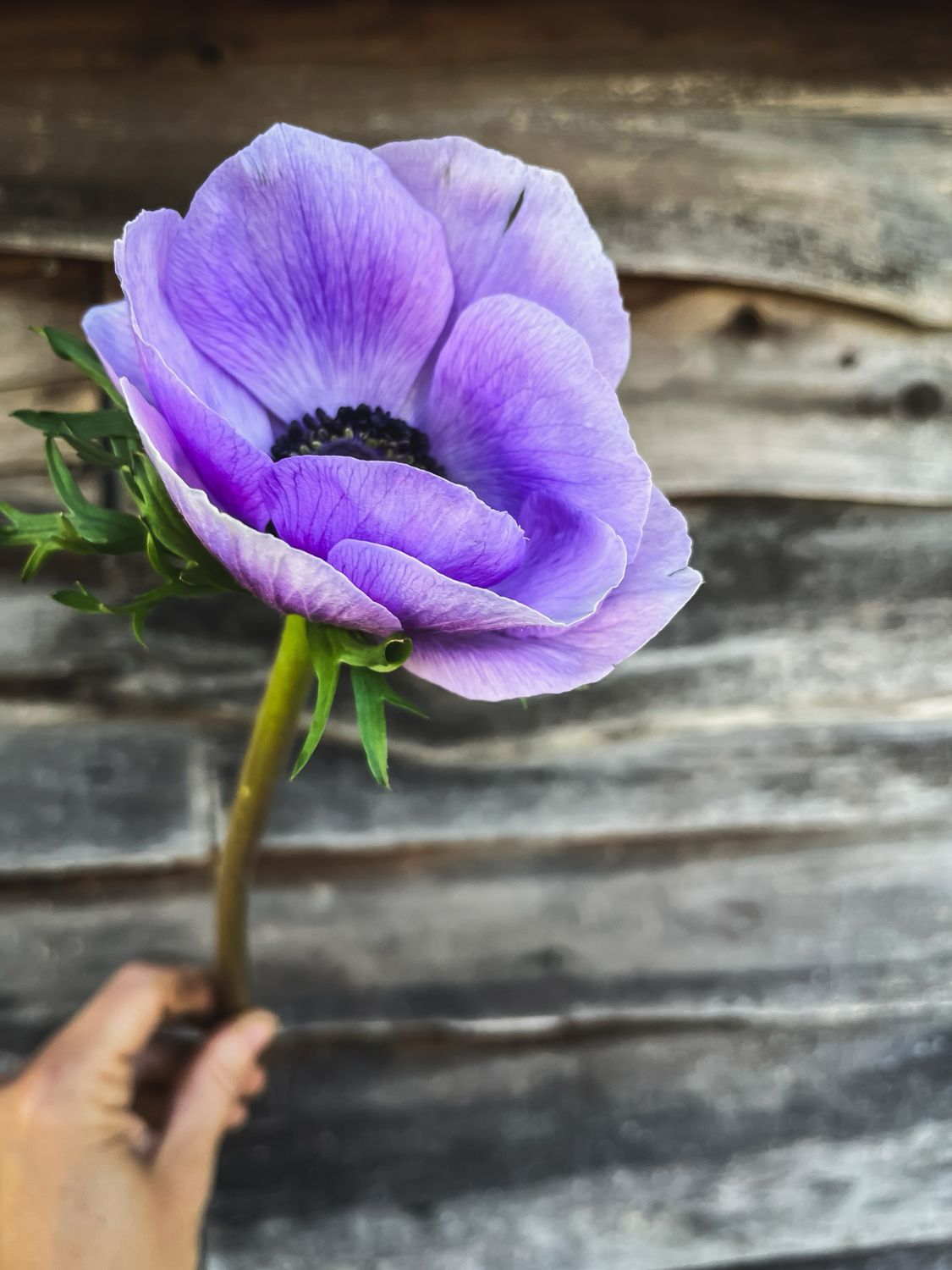 Anemone, Lavender