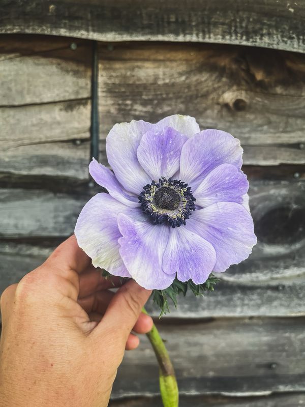 Anemone, Lavender