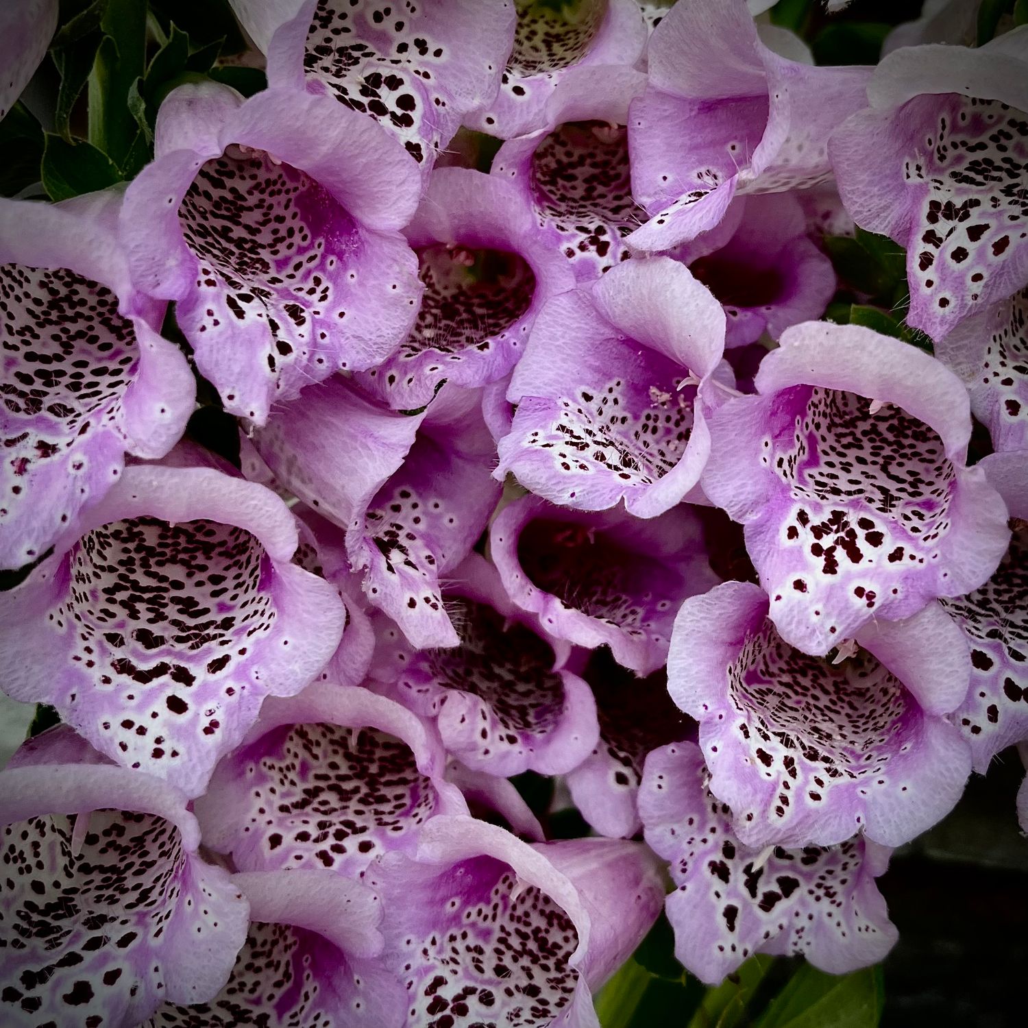 Foxglove, lavender