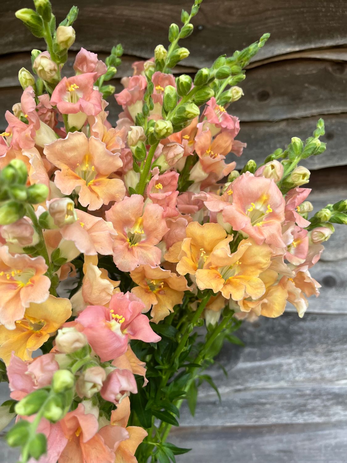 Snapdragon, Chantilly Light Salmon