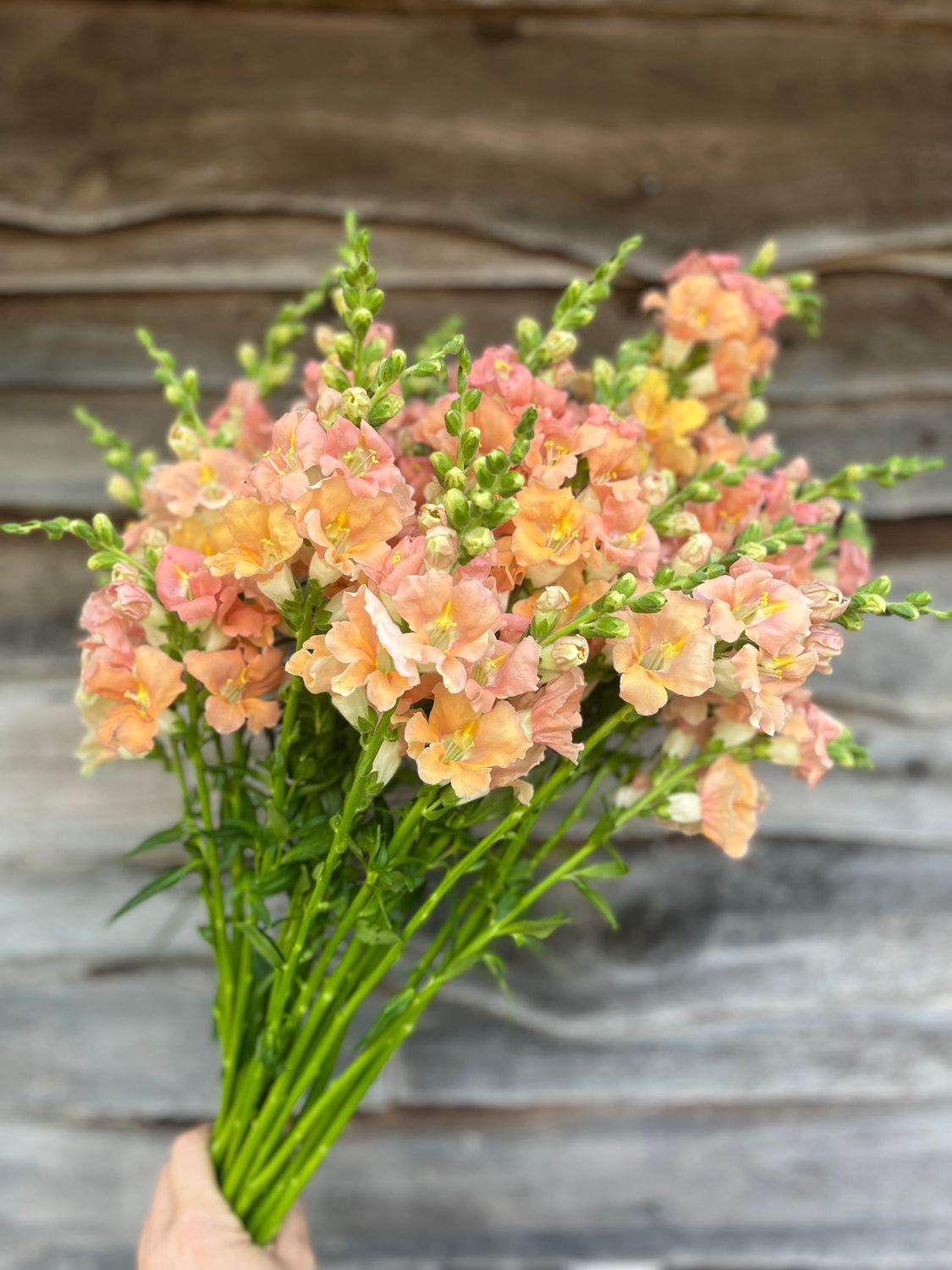 Snapdragon, Chantilly Light Salmon