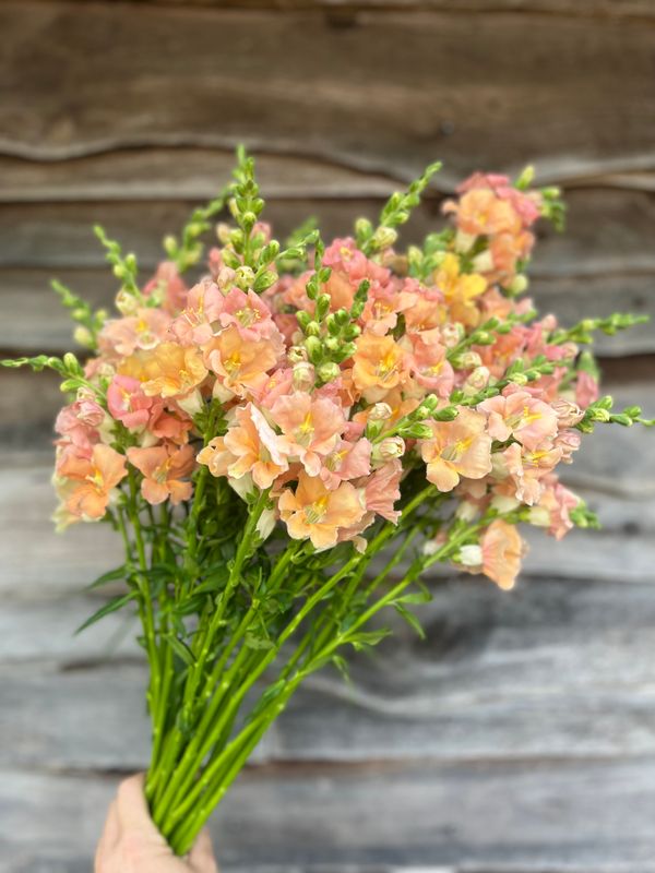 Snapdragon, Chantilly Light Salmon