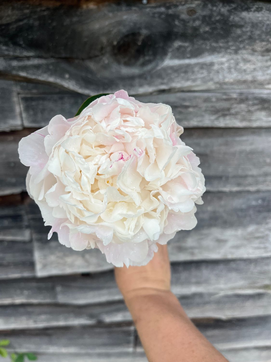 Peony, Festiva Maxima