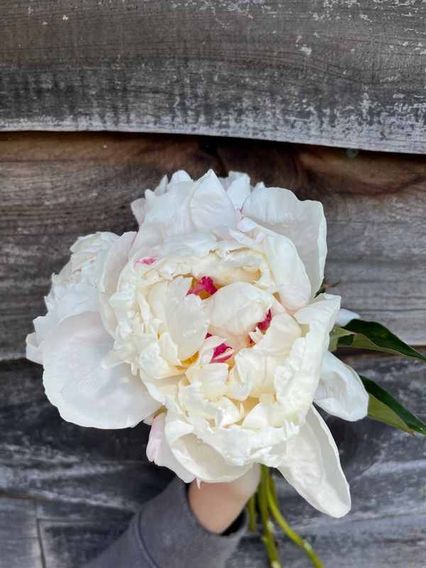 Peony, Festiva Maxima