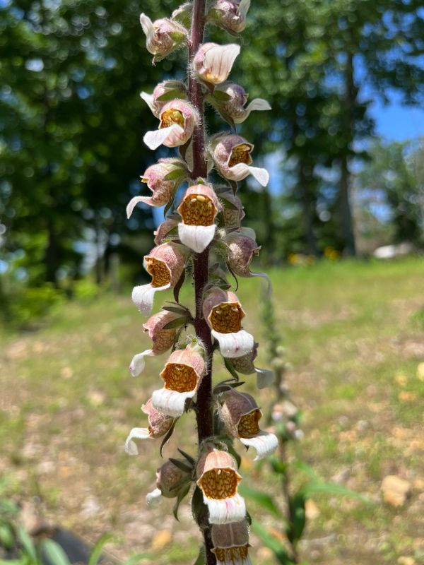Foxglove, cafe cream