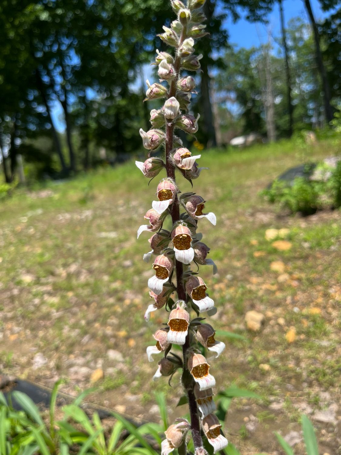 Foxglove, cafe cream