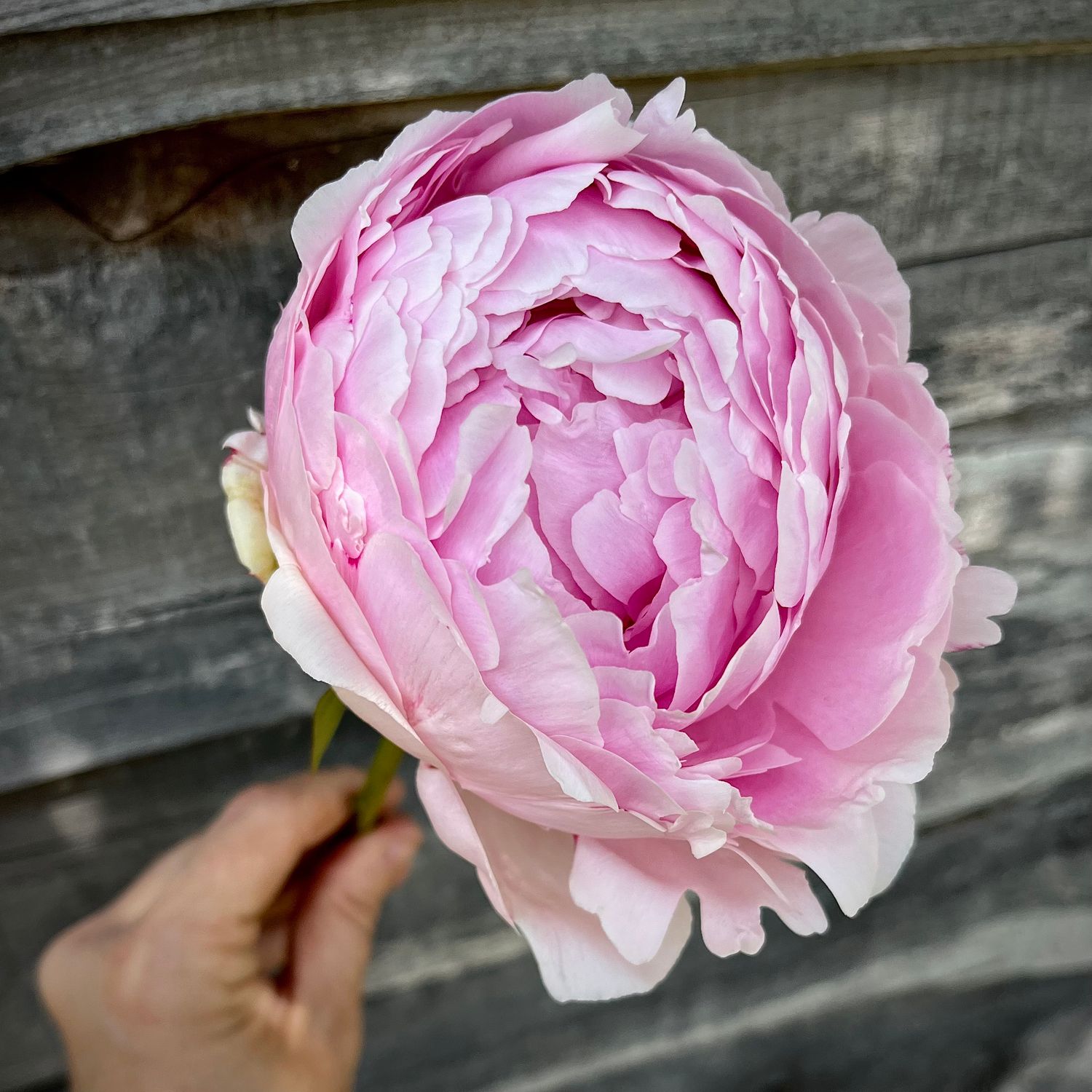 Peony, Pillow Talk