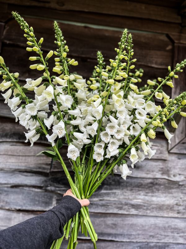 Foxglove, White