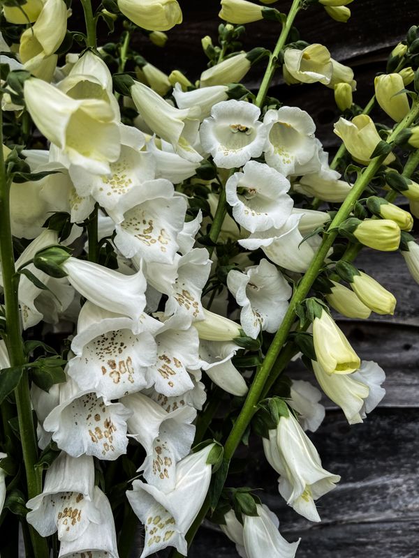 Foxglove, White