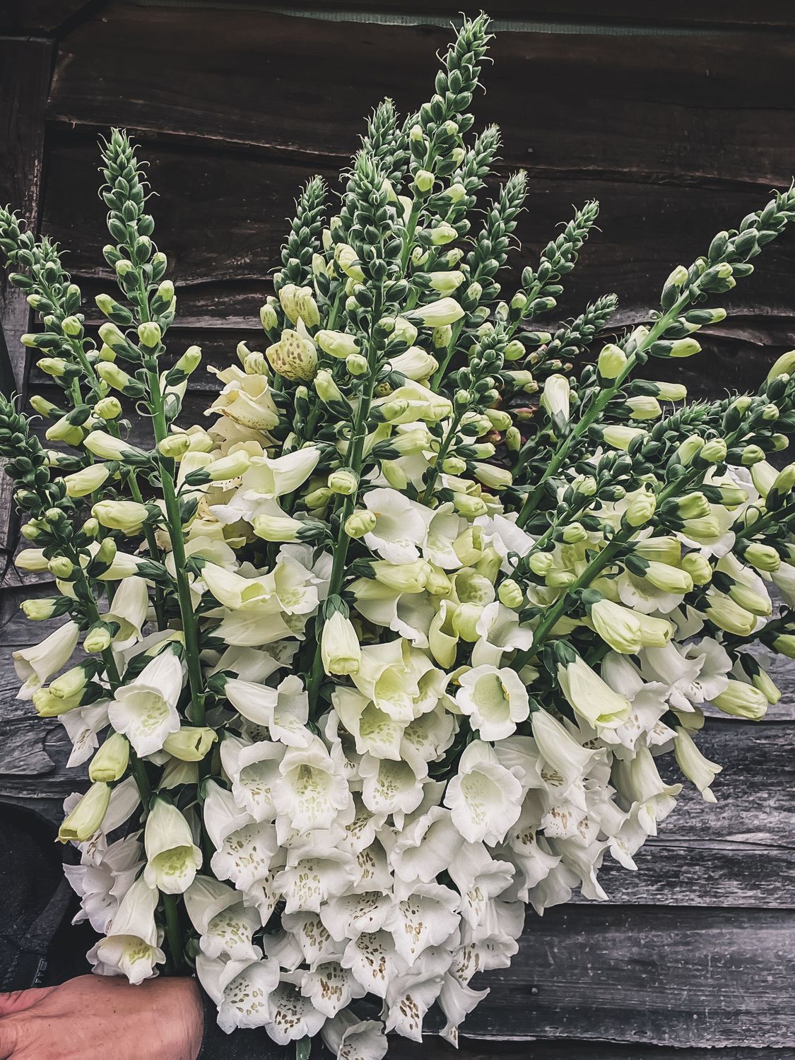 Foxglove, White