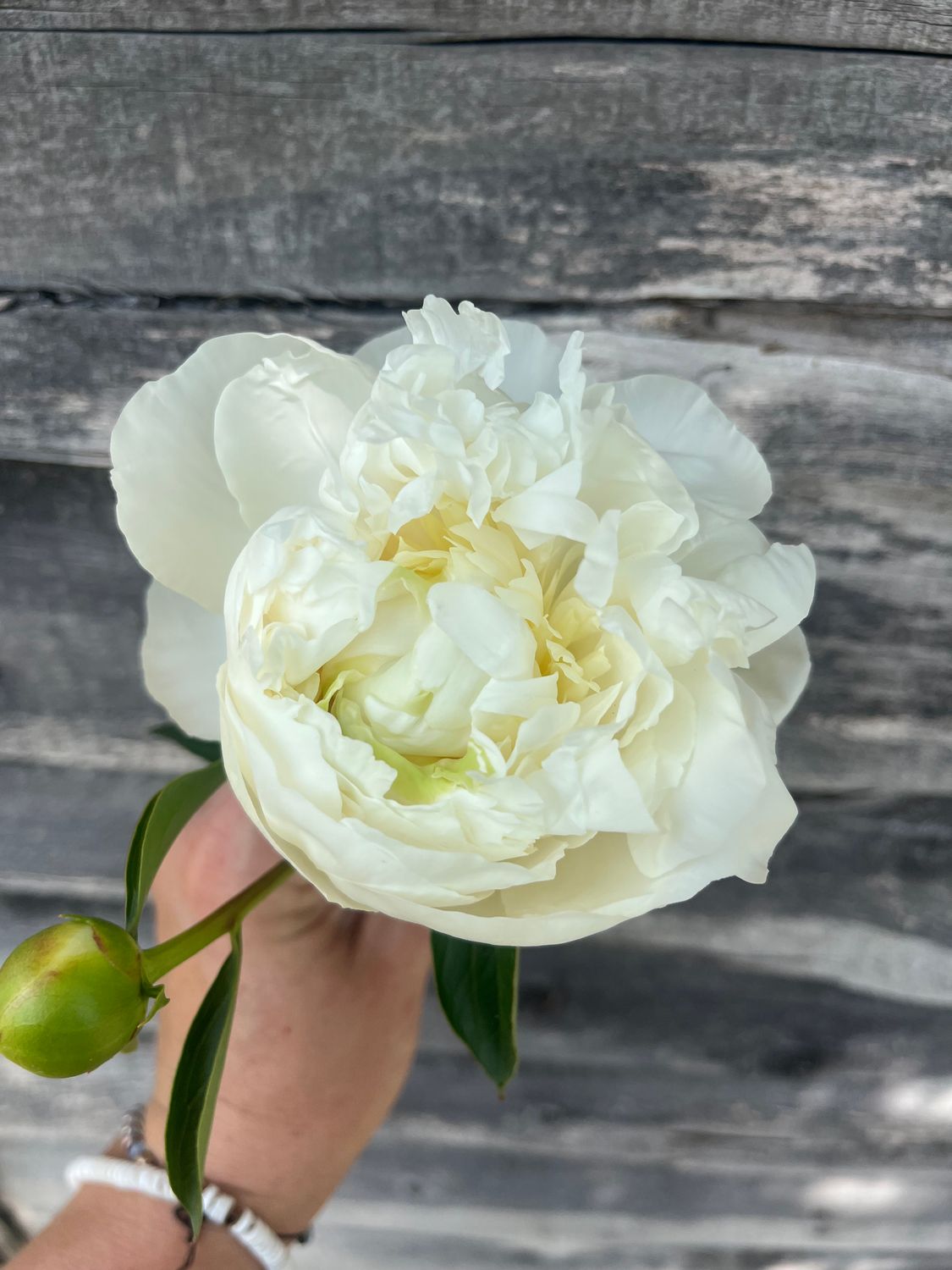 Peony, Dutchess De Nemour