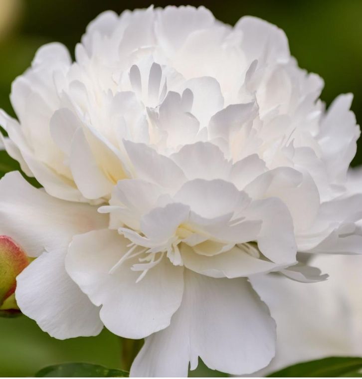 Peony, Dutchess De Nemour