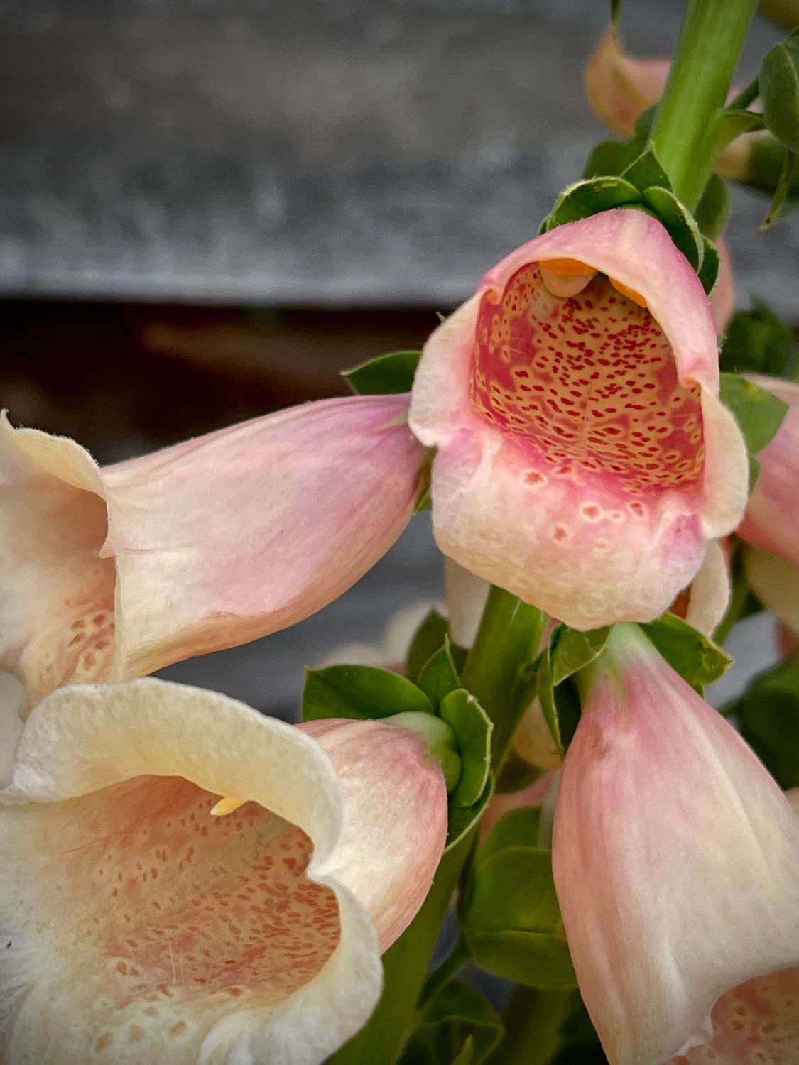Foxglove, Peach