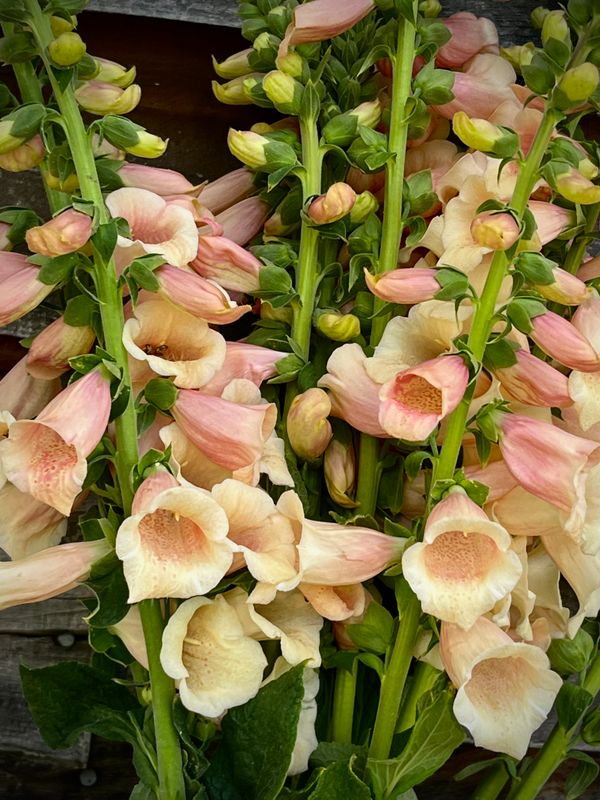 Foxglove, Peach (2nd cuts)