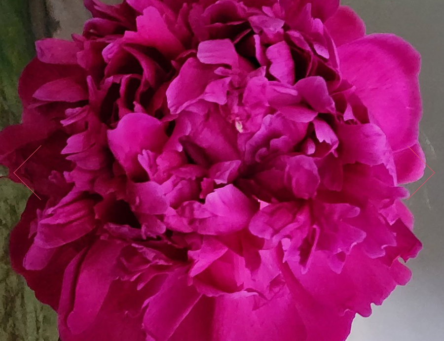 Peony, Red Pink