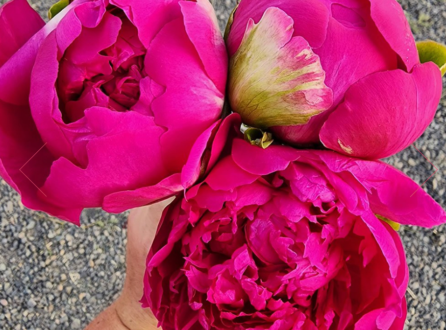 Peony, Red Pink