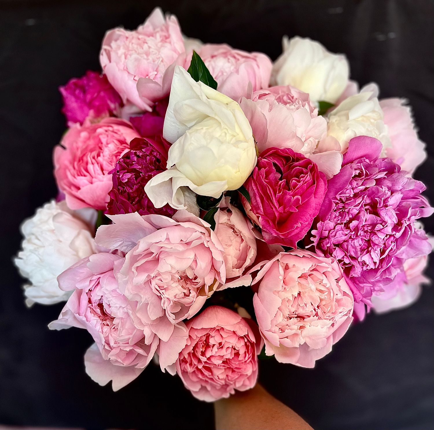 Peony, 50 Stem Growers Choice Mix