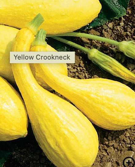 Yellow Crookneck Squash