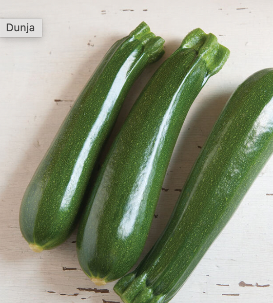 Zucchini