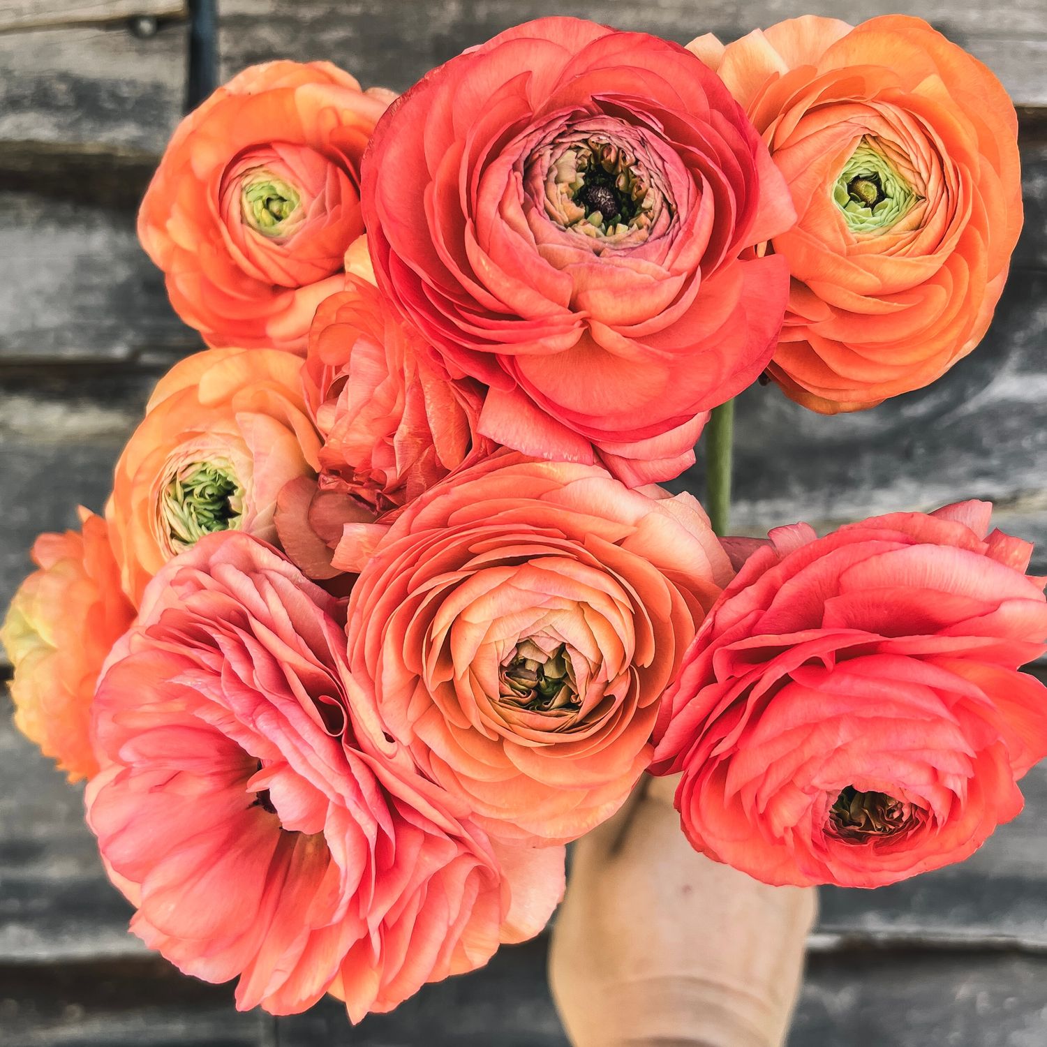 Ranunculus, Tango