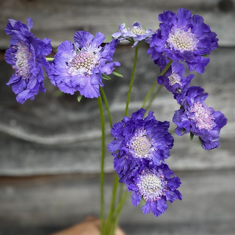 Fama Scabiosa, blue