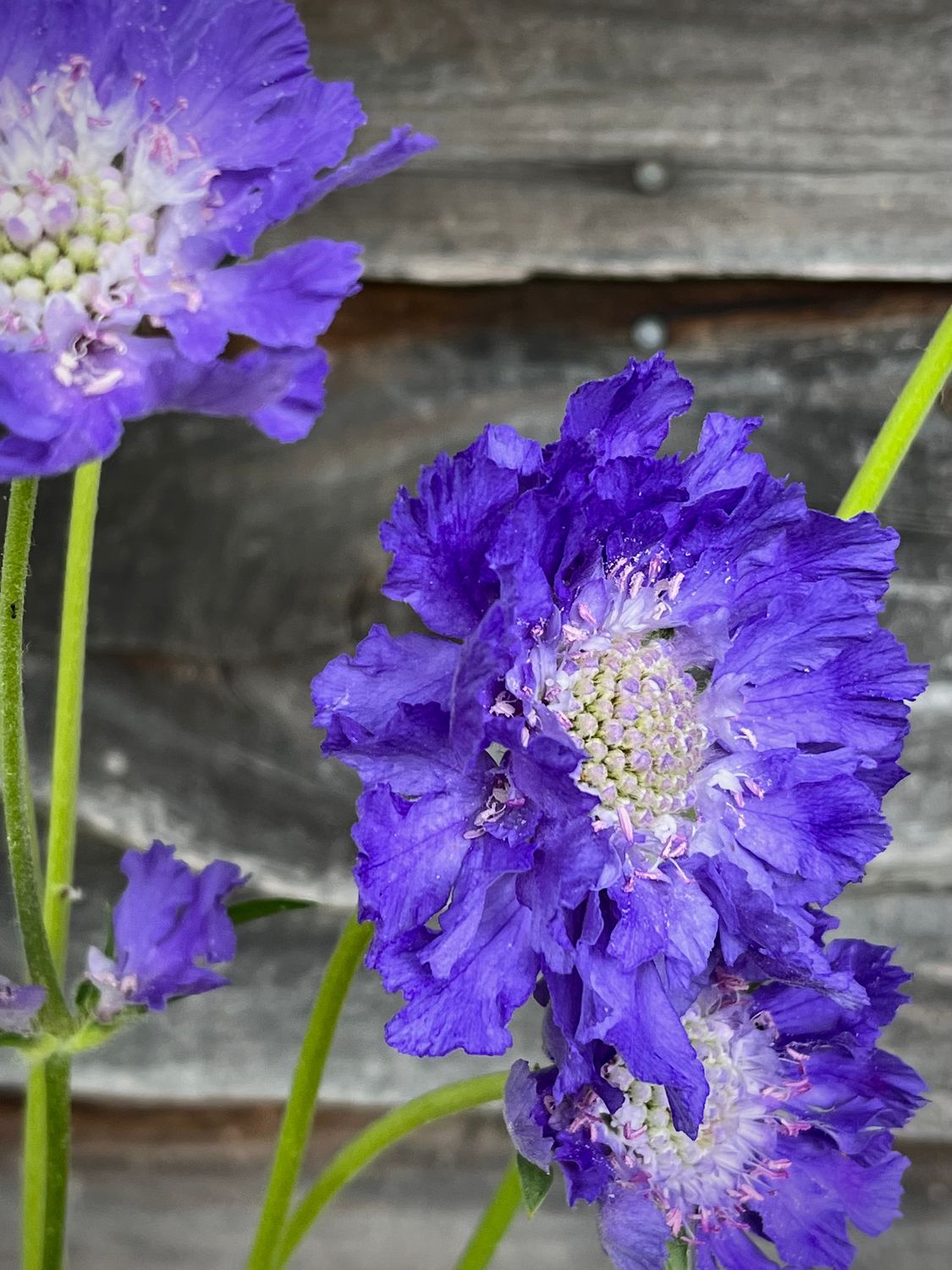 Fama Scabiosa, blue