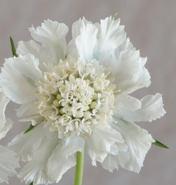 Scabiosa, Fama White