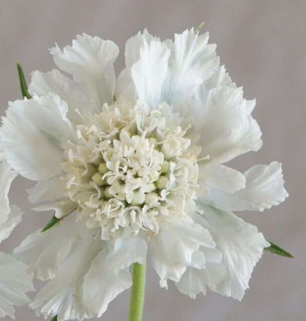 Fama Scabiosa, White