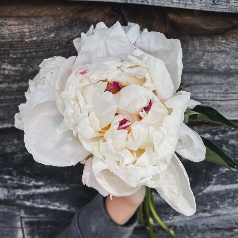 Peony, White with flecks of crimson