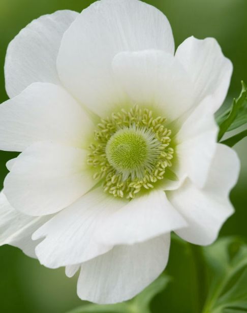 Anemone, White/ green center