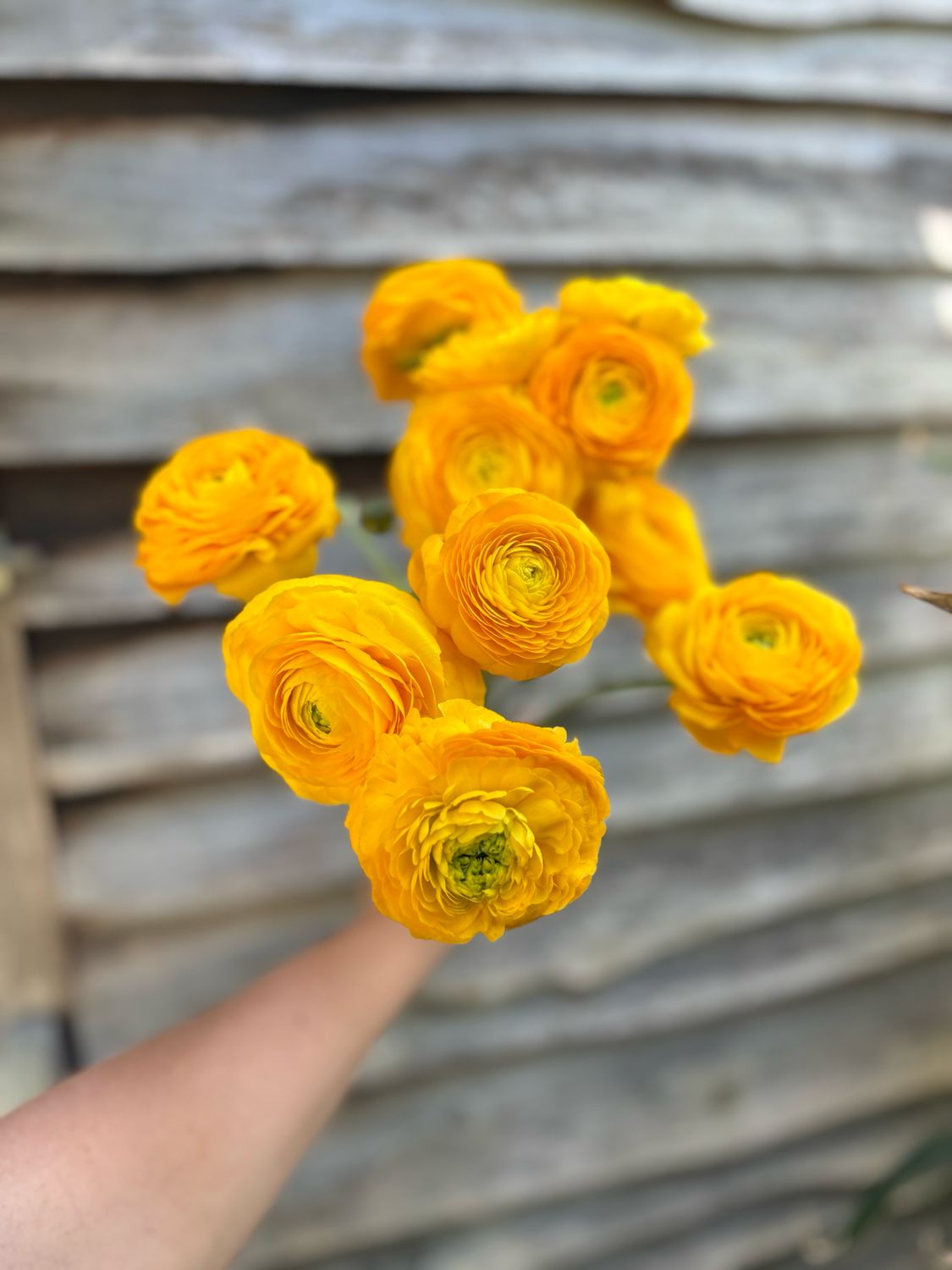 Ranunculus, Gold