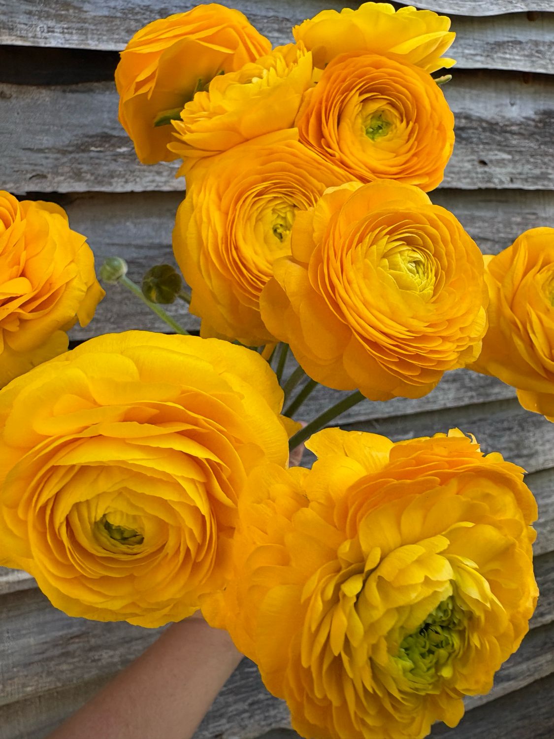 Ranunculus, Gold