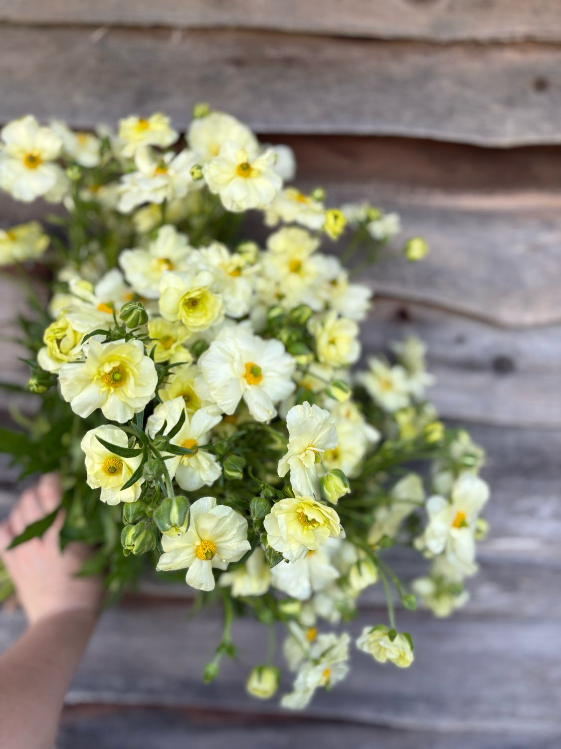 Ranunculus, Butterfly white