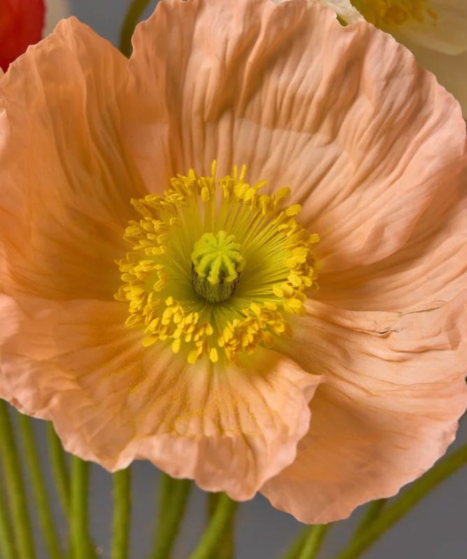 Italian Poppy, Peach