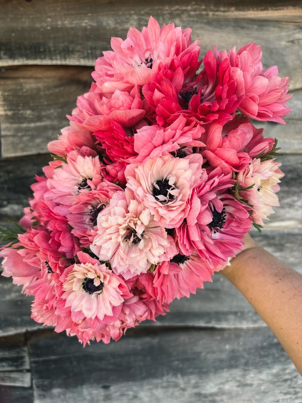 Anenome, Levante Rosa