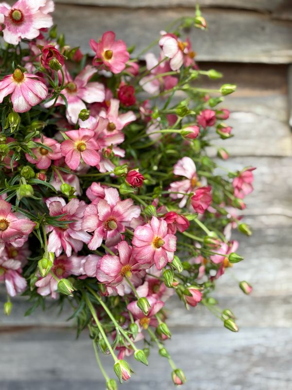 Ranunculus, Butterfly pink