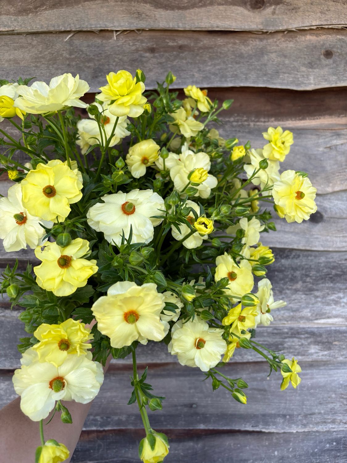 Ranunculus, Butterfly soft yellow