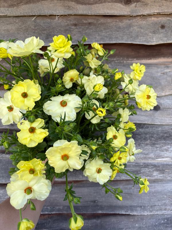 Ranunculus, Butterfly soft yellow
