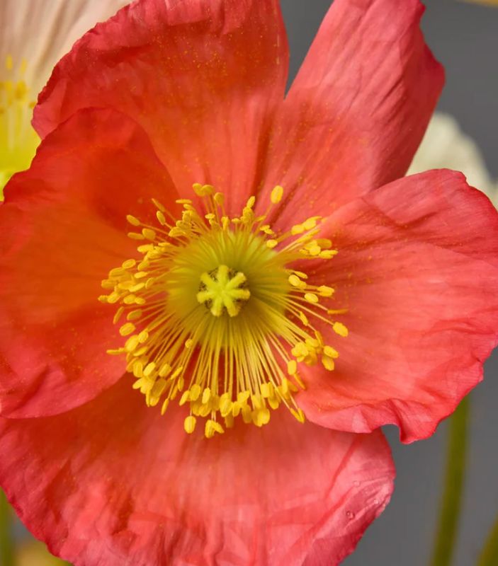 Italian Poppy, Pink