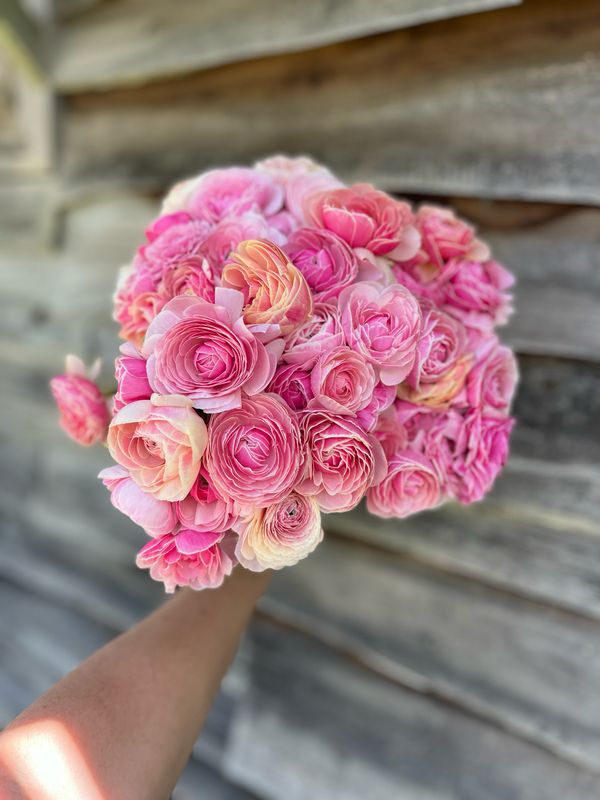 Ranunculus Porcelain