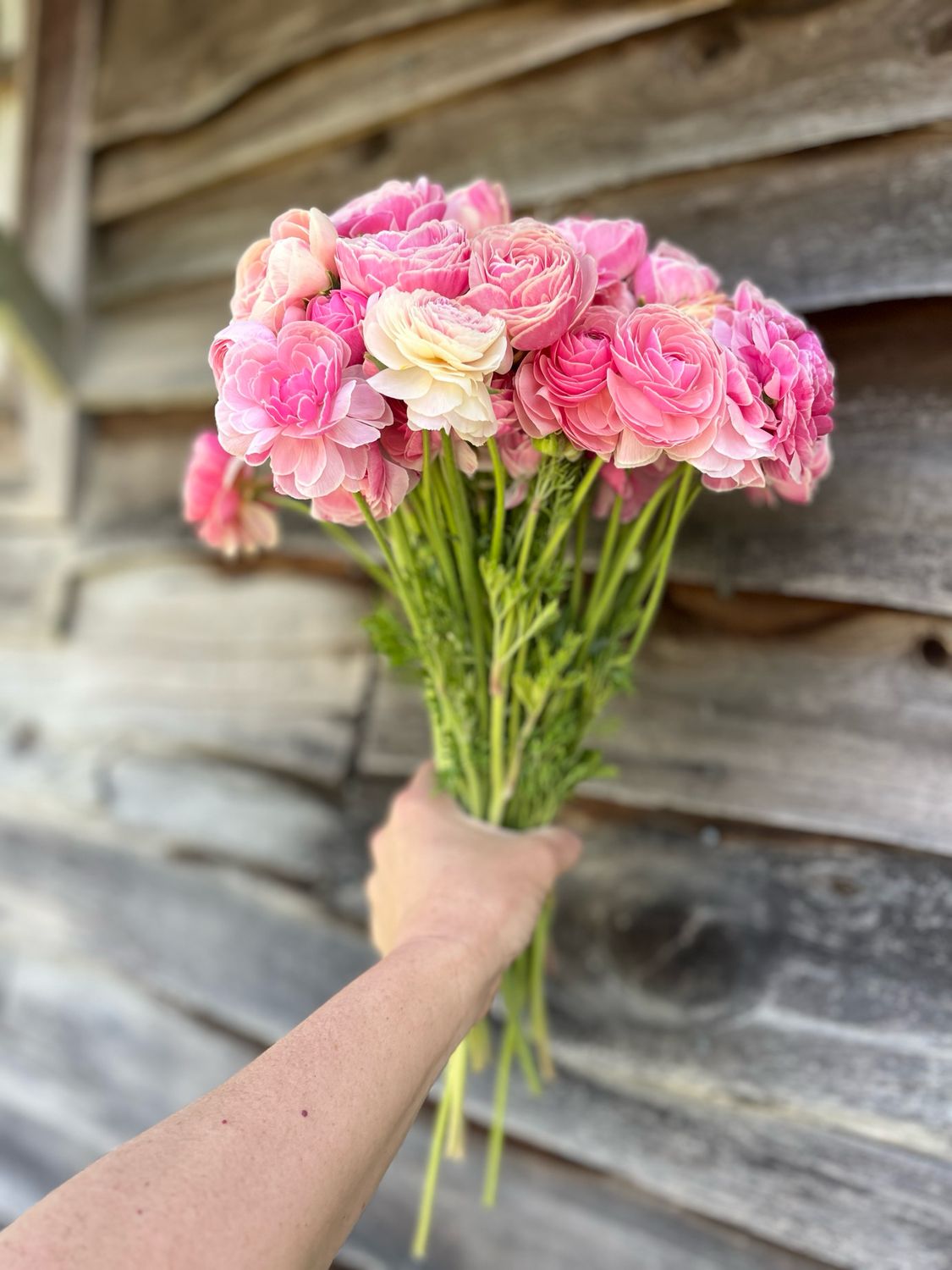 Ranunculus Porcelain