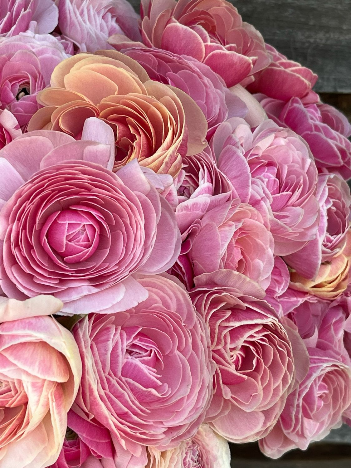 Ranunculus Porcelain