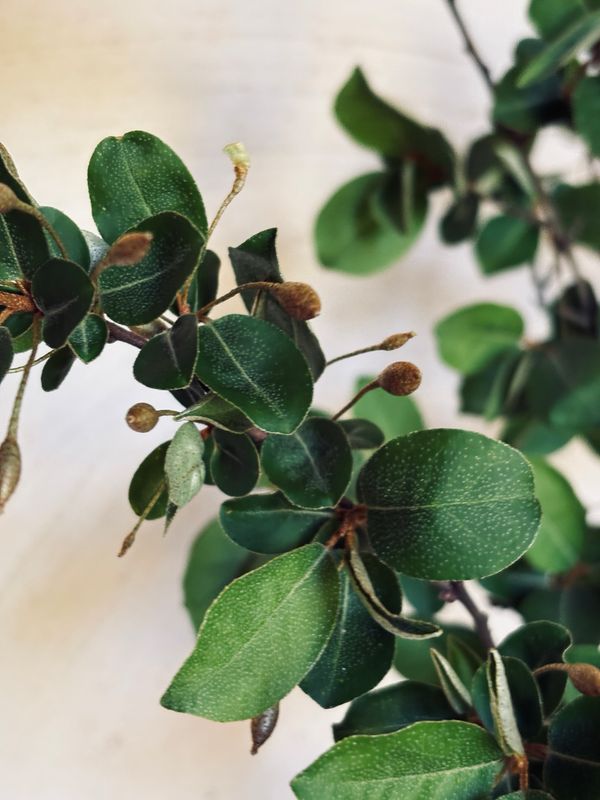 Elaeagnus, Goumi