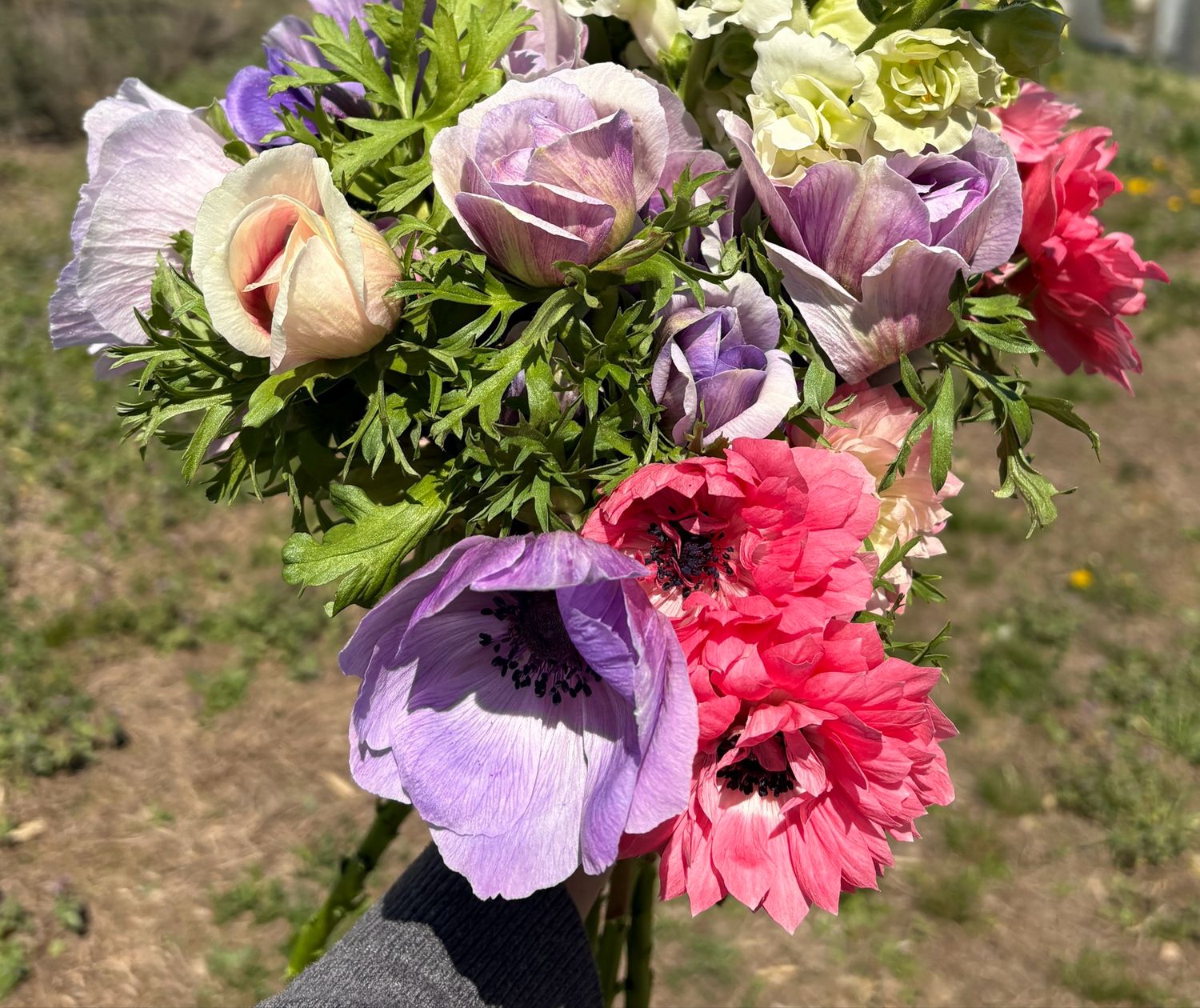 Anemone, mixed shorties