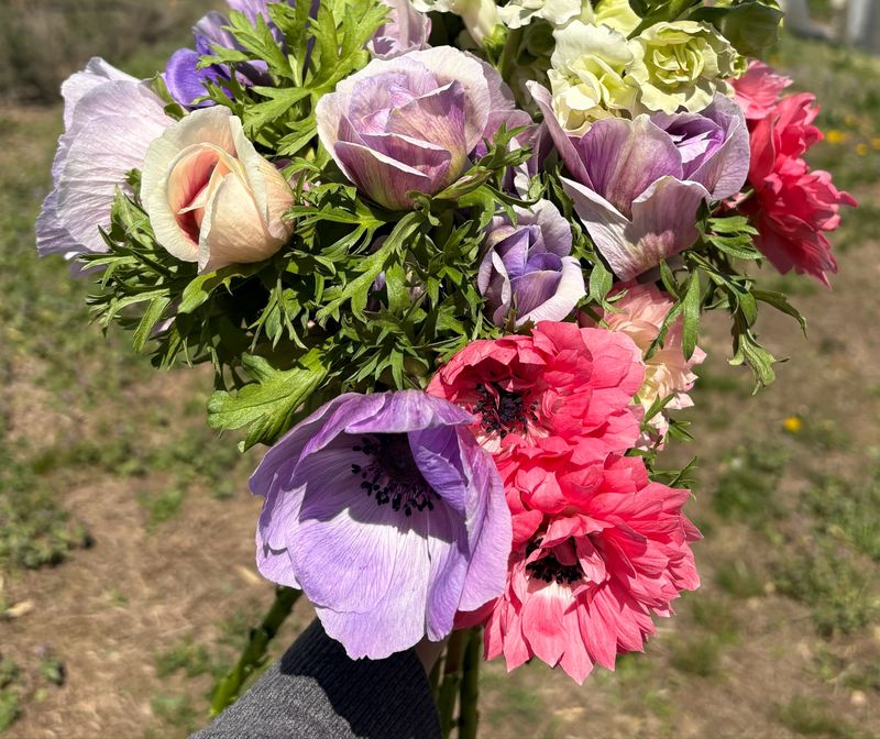 Anemone, mixed shorties