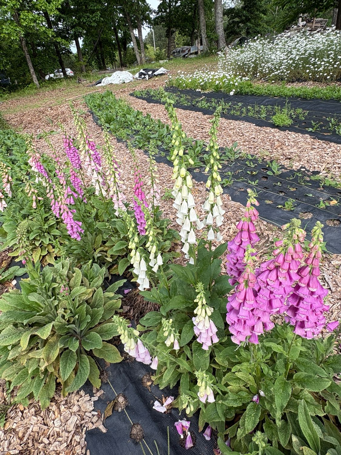 Foxglove, Mixed Biennial