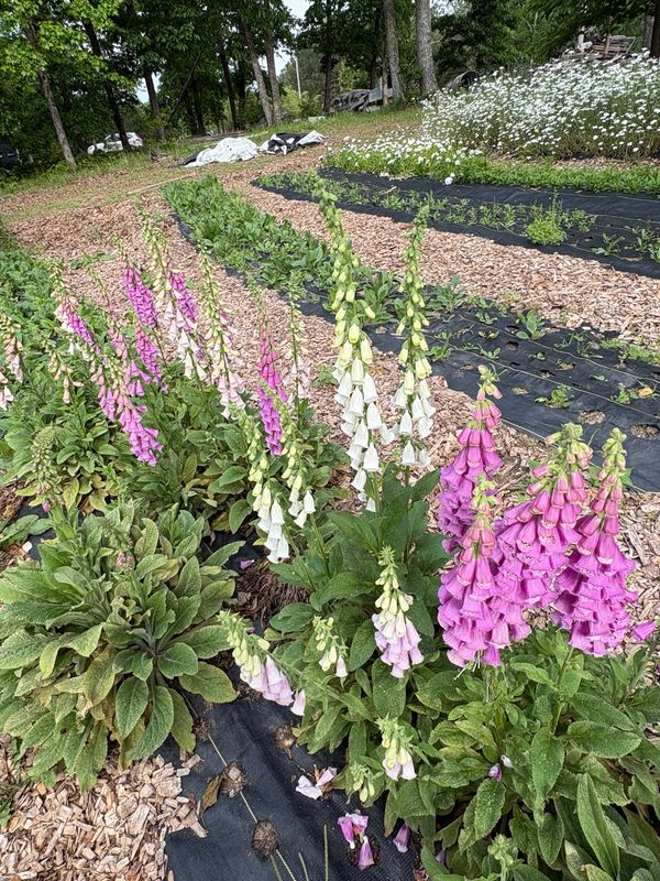 Foxglove, Mixed Biennial