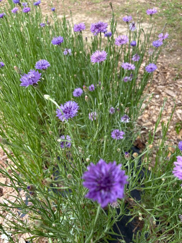 Bachelor Buttons, Mauve